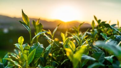 Brinc lanza un nuevo programa para nuevas empresas de tecnología climática