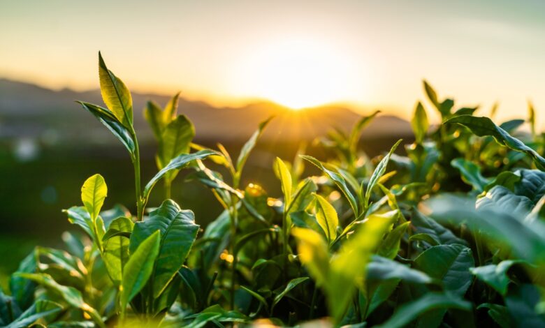 Brinc lanza un nuevo programa para nuevas empresas de tecnología climática