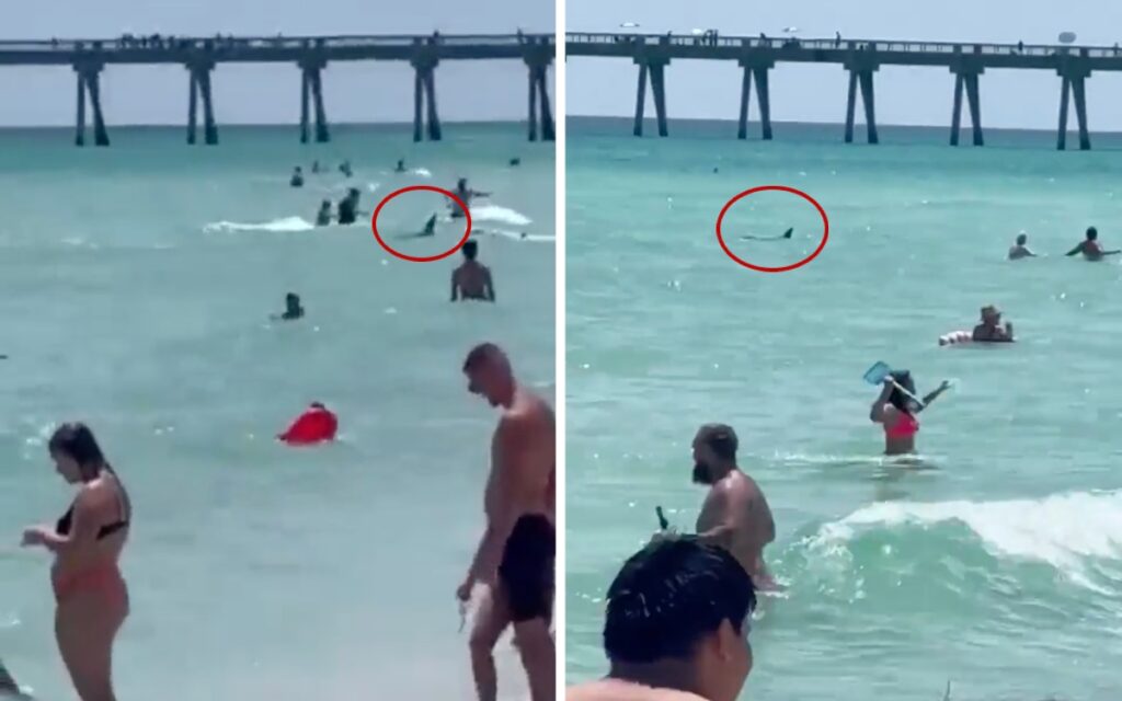 Captan a tiburón nadando entre turistas en playa de Florida | Video