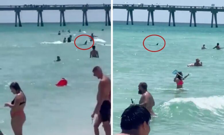 Captan a tiburón nadando entre turistas en playa de Florida | Video