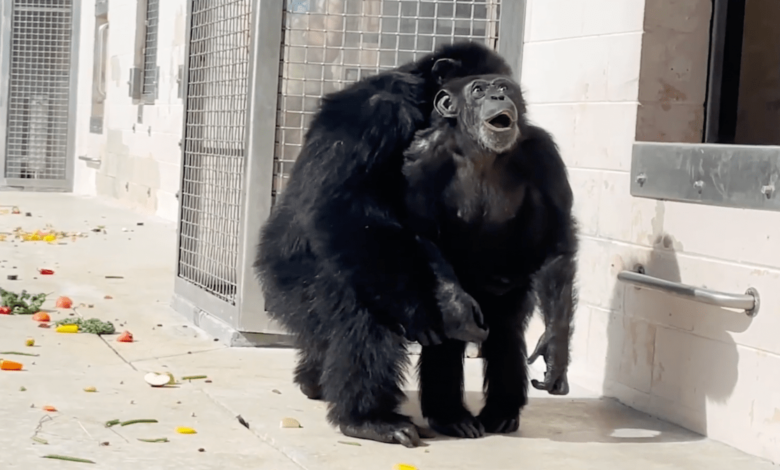 Chimpancé Vanilla prospera en refugio de Florida tras video viral