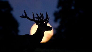 Cómo y cuándo ver la superluna en julio