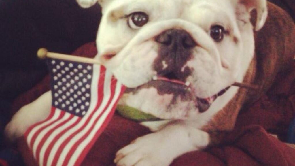 Consejos para cuidar las mascotas durante el 4 de julio