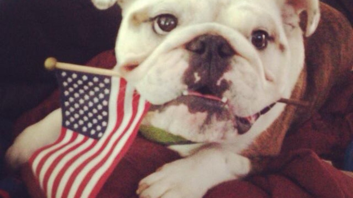 Consejos para cuidar las mascotas durante el 4 de julio