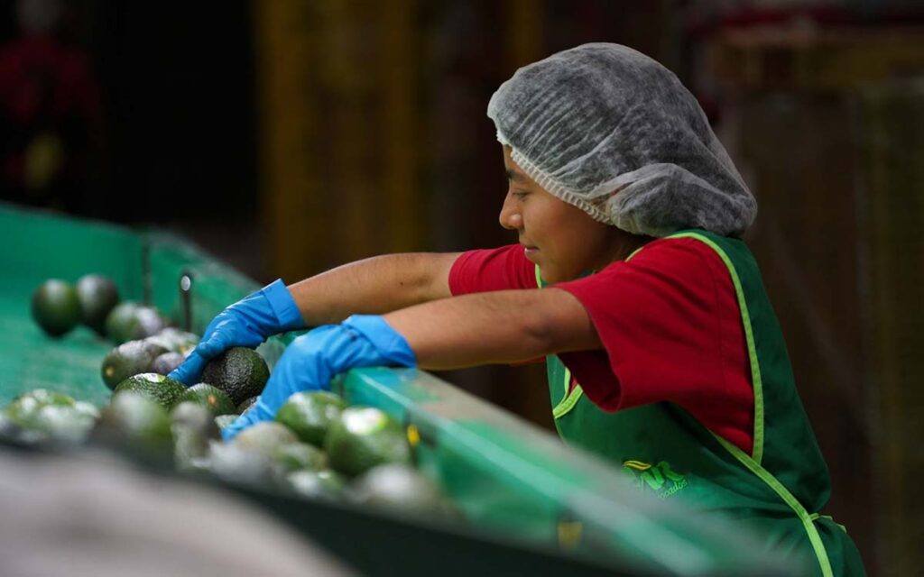 Economía mexicana creó más de 514 mil empleos en la primera mitad de 2023: IMSS