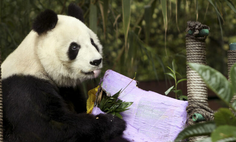 El Zoológico de Chapultepec celebró sus primeros 100 años de historia
