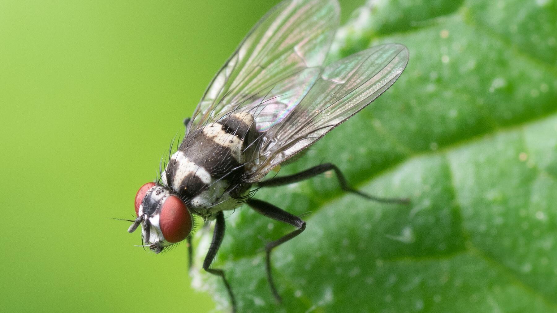 El ingrediente que tienes en tu cocina para eliminar las moscas de manera automática