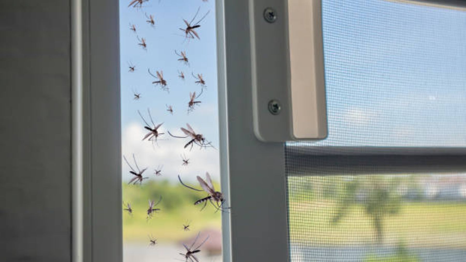 El truco mágico para librarte de los mosquitos sin tener que cerrar las ventanas