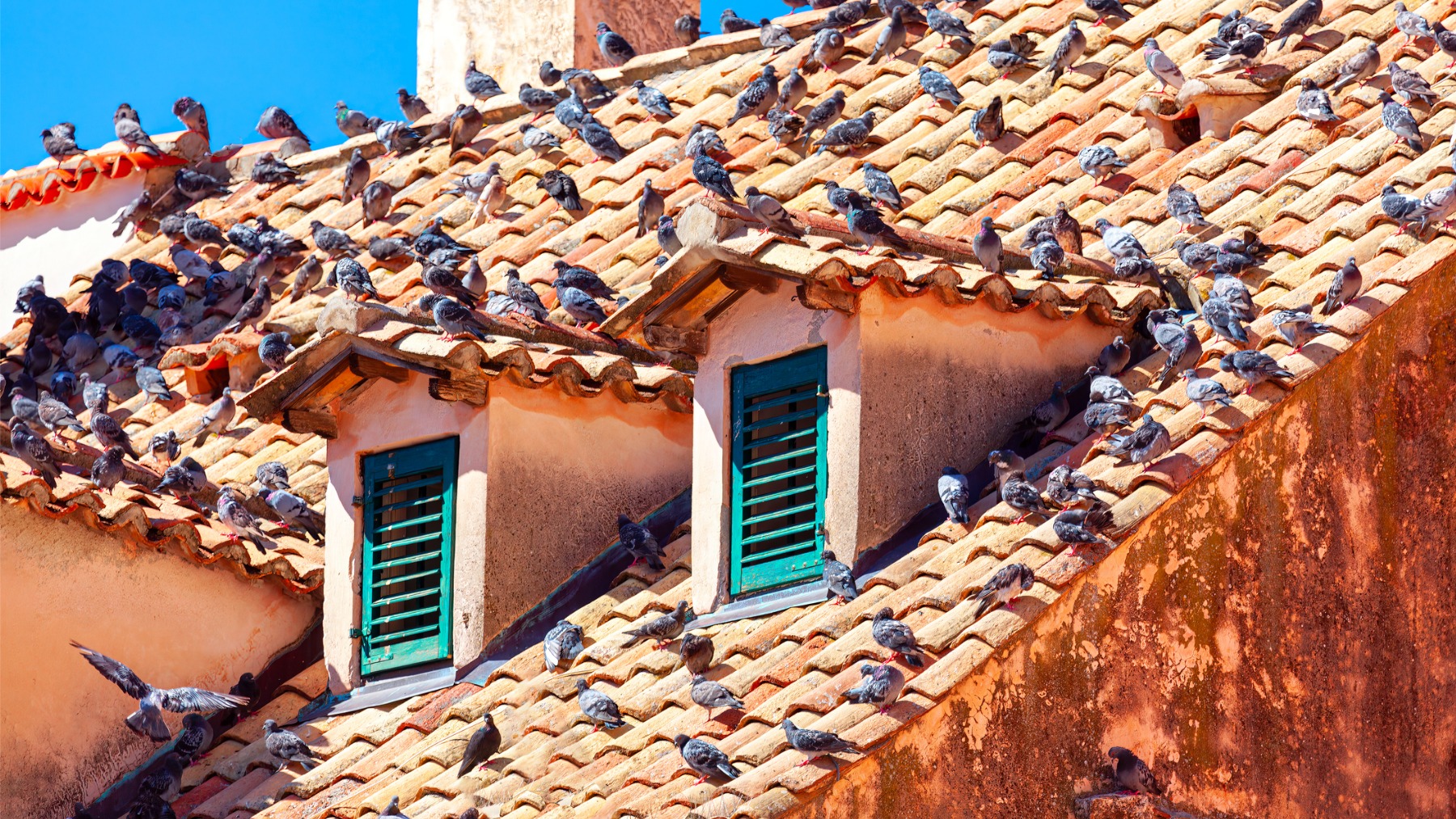 El truco para acabar con las palomas en tu ventana para siempre