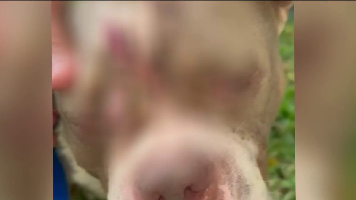Encuentran un pitbull apuñalado en Pompano Beach, Florida