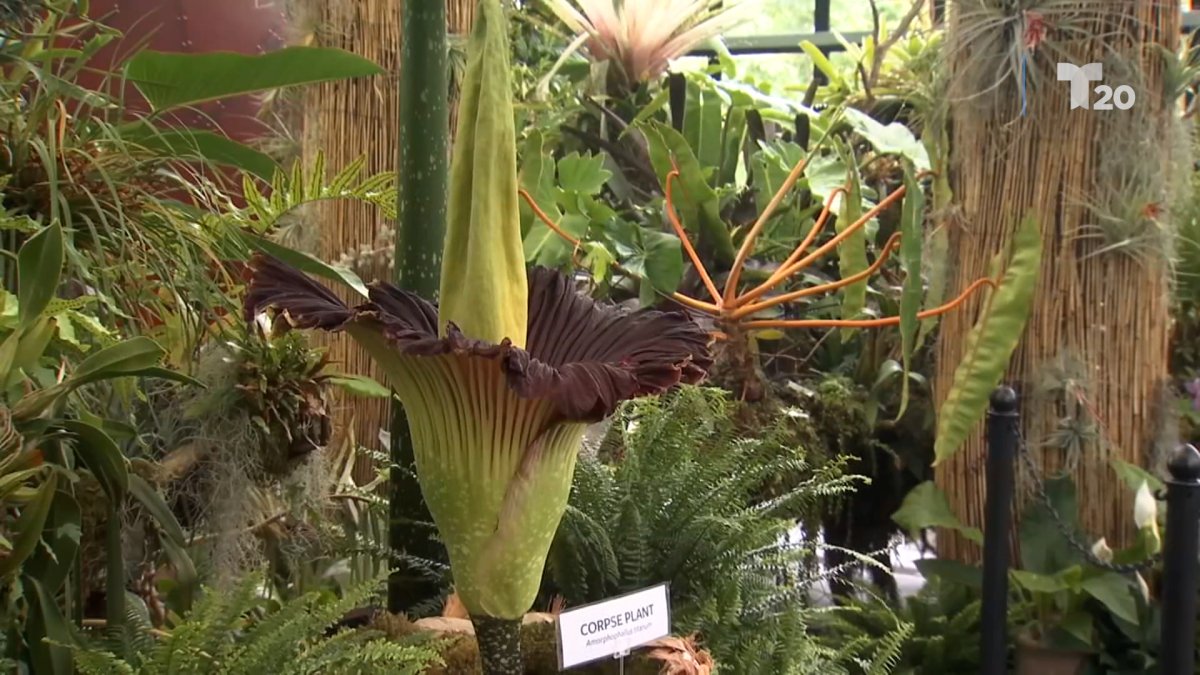 Florecimiento del capullo cadáver en San Diego en julio