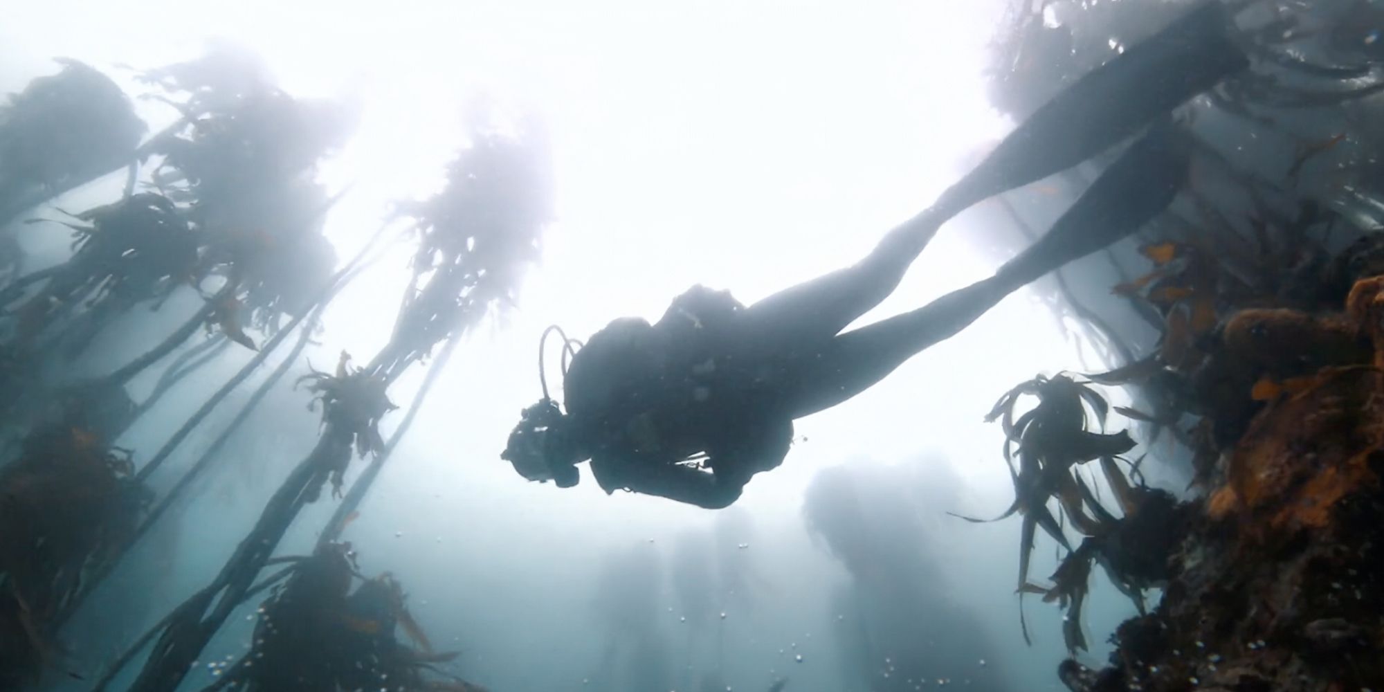 Semana del tiburón alienígena