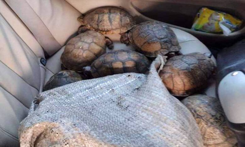 Hallan centenares de tortugas en un vehículo accidentado en Puebla