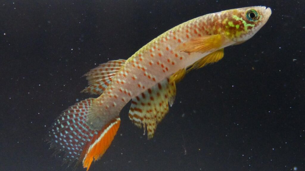 Increíble: hallan un pez que sobrevive fuera del agua