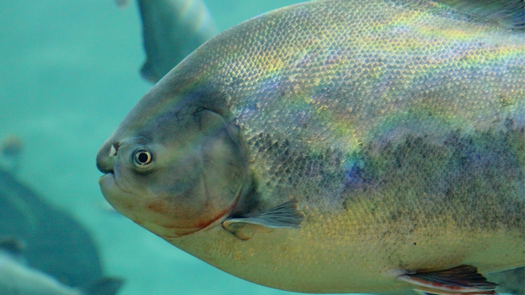 La sorprendente y exótica especie de pez que tiene dentadura humana