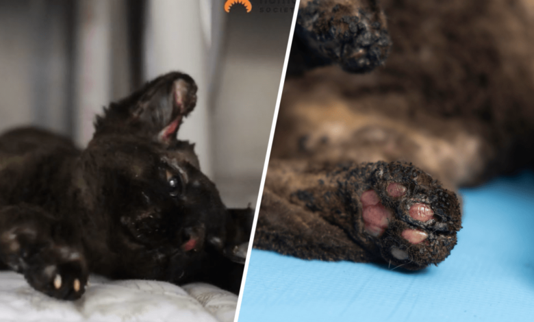 Libby, la gatita que sobrevivió a quemaduras graves