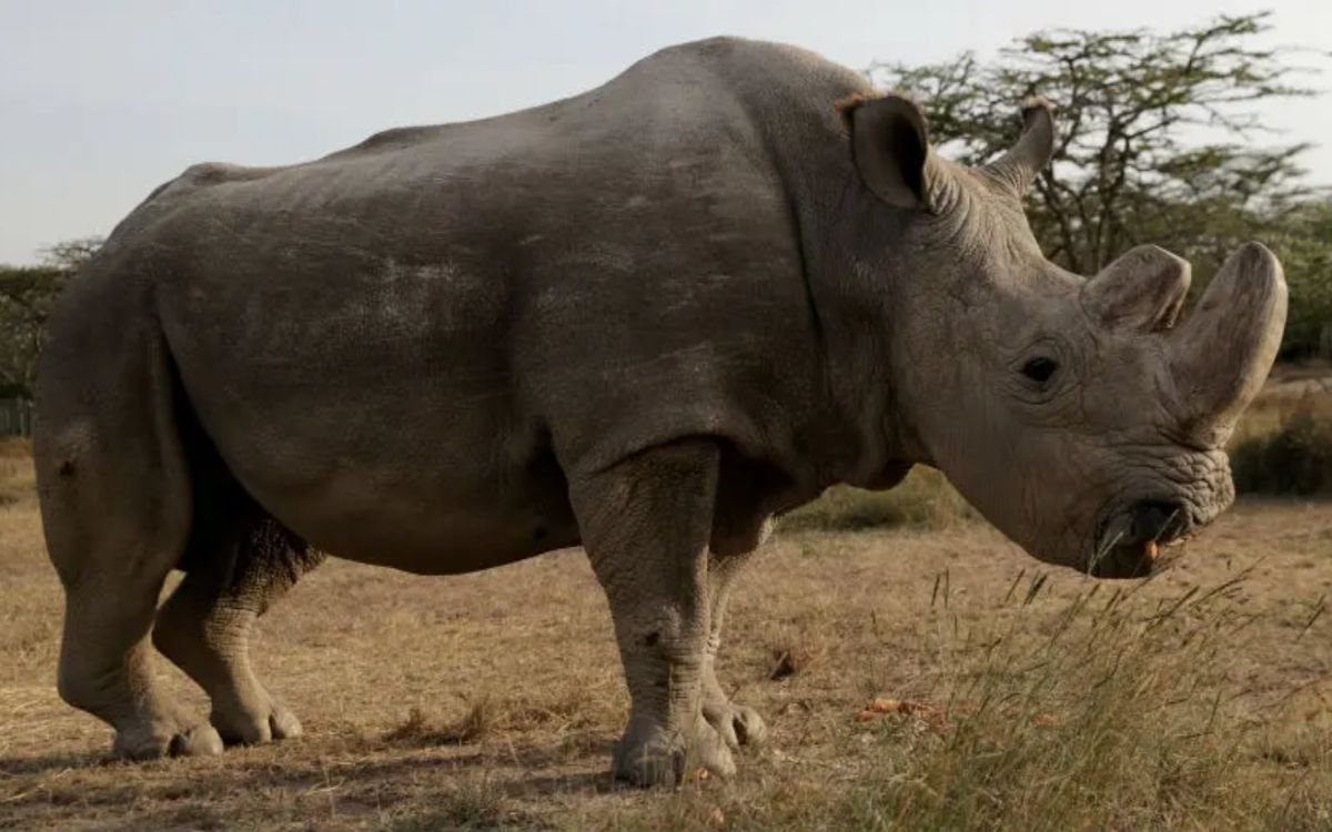 Logran obtener 5 embriones del casi extinto rinoceronte blanco del norte