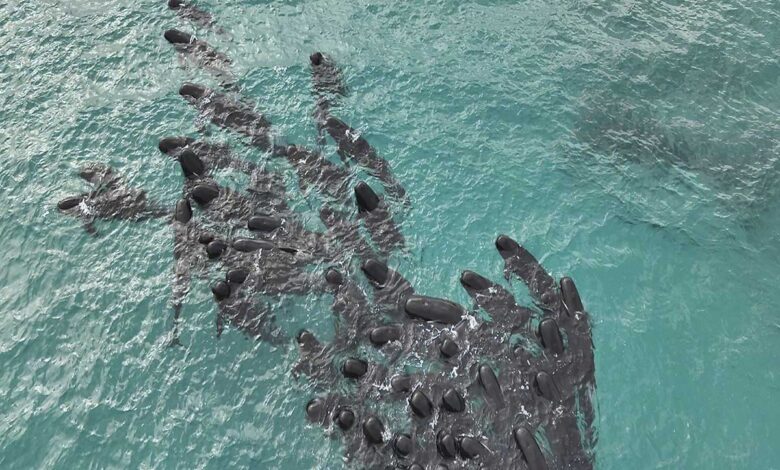 Mueren las 97 ballenas que quedaron varadas en una playa de Australia