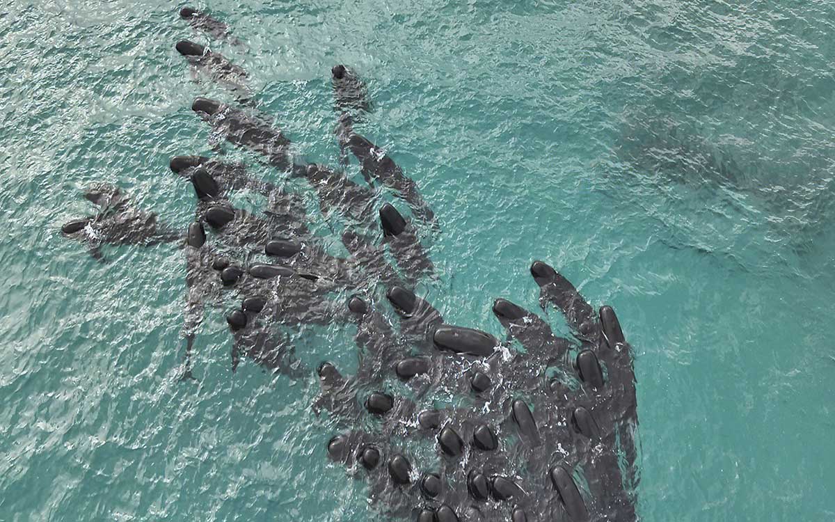 Mueren las 97 ballenas que quedaron varadas en una playa de Australia