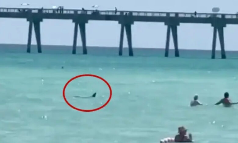 NY apuesta por drones ante creciente presencia de tiburones en sus playas