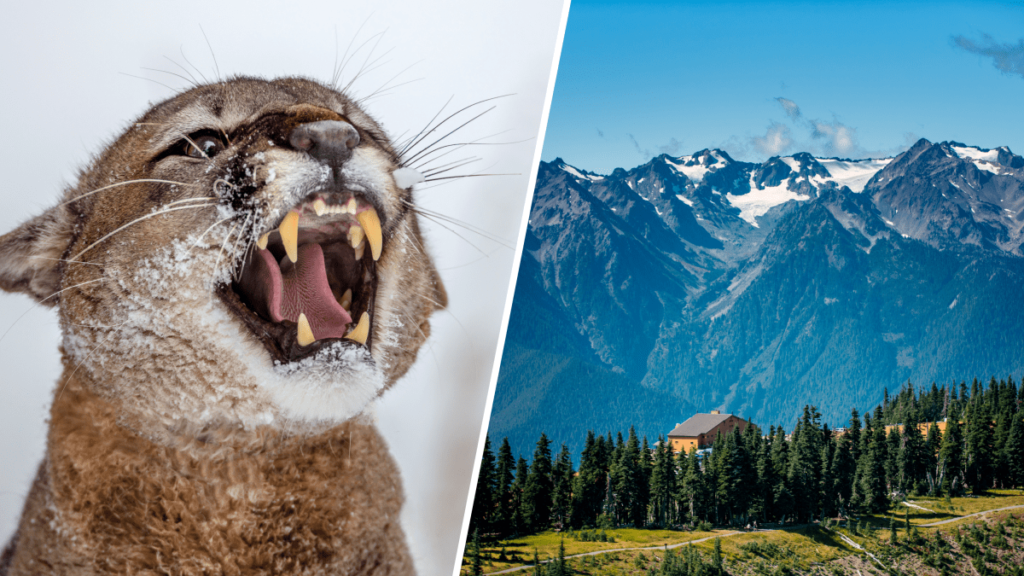 Niño sobrevive al ataque de puma en parque nacional de Washington