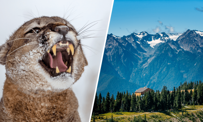 Niño sobrevive al ataque de puma en parque nacional de Washington