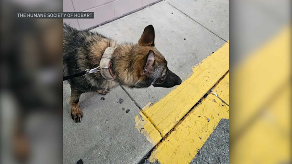 Perros mueren por calor en Indiana durante viaje en camión