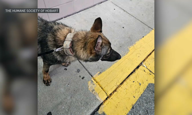 Perros mueren por calor en Indiana durante viaje en camión