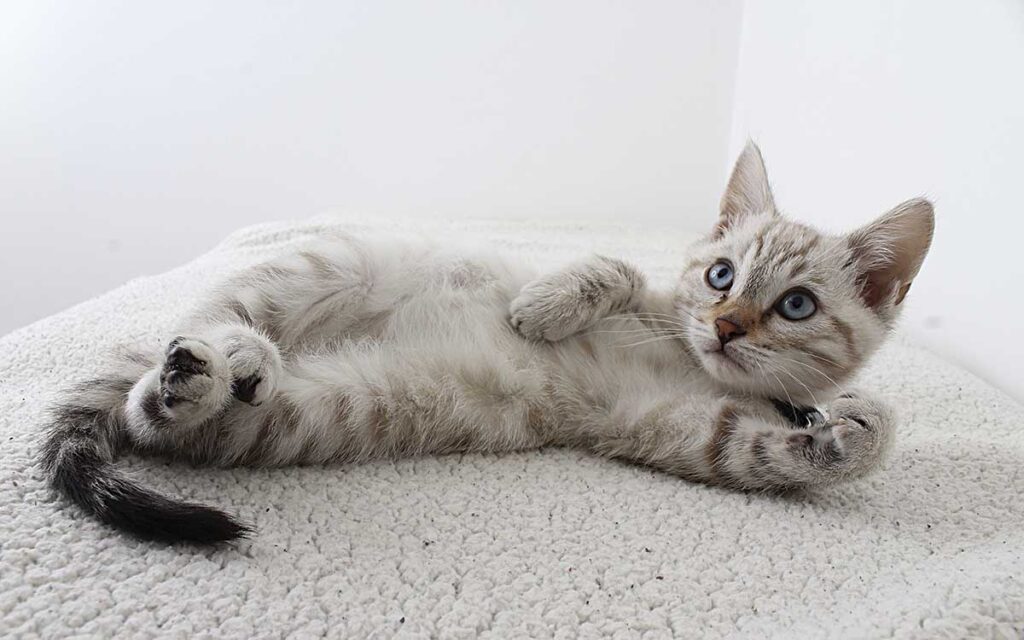 Polonia investiga un brote de gripe aviar que afecta a los gatos domésticos