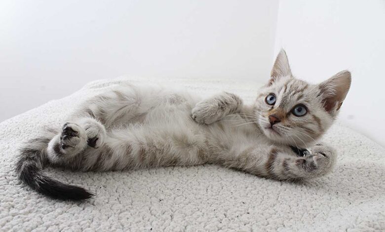 Polonia investiga un brote de gripe aviar que afecta a los gatos domésticos