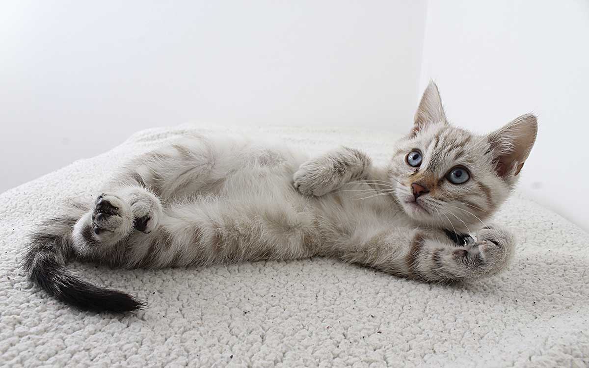 Polonia investiga un brote de gripe aviar que afecta a los gatos domésticos