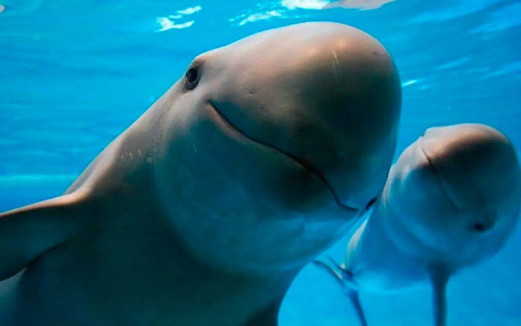 Semarnat lanza campaña para proteger a la totoaba y la vaquita marina