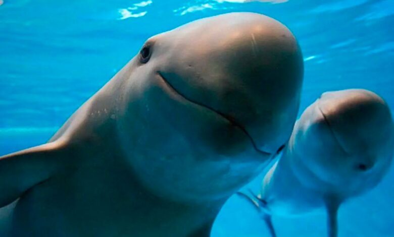 Semarnat lanza campaña para proteger a la totoaba y la vaquita marina