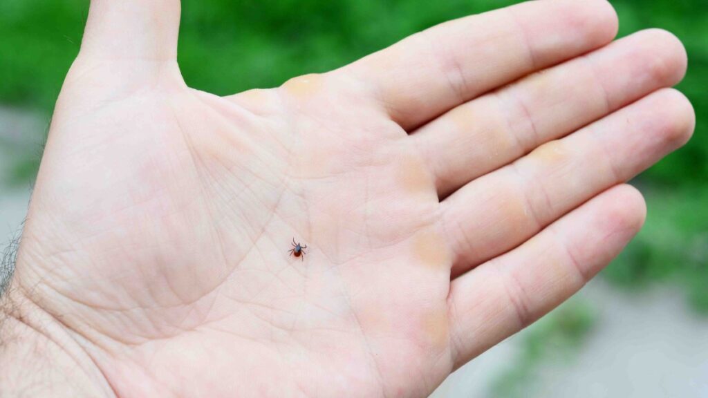 Si te pica una garrapata no la tires, te explicamos por qué debes guardar el insecto