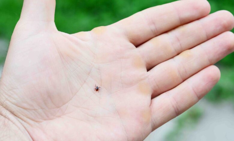 Si te pica una garrapata no la tires, te explicamos por qué debes guardar el insecto