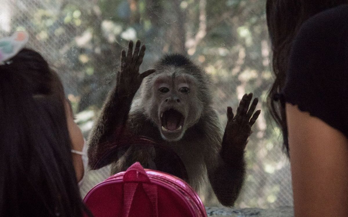 Van 1,805 animales muertos en Zoológicos de Chapultepec y Aragón