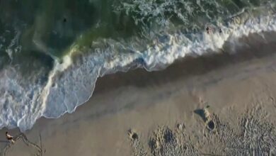 Varios heridos tras ataques de tiburones en Long Island