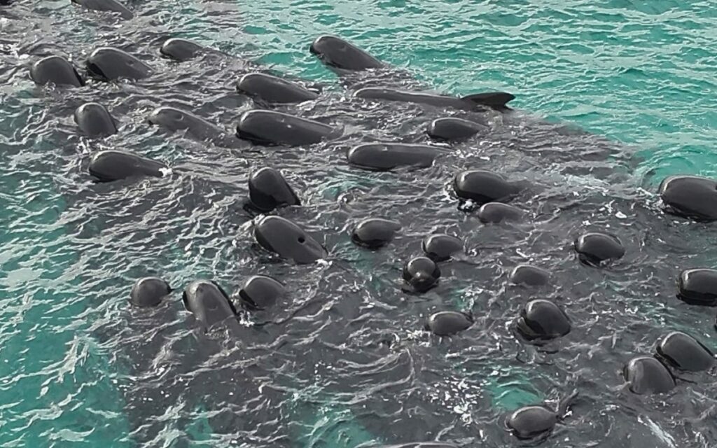 Video | Mueren 51 ballenas tras quedar varadas en una playa de Australia