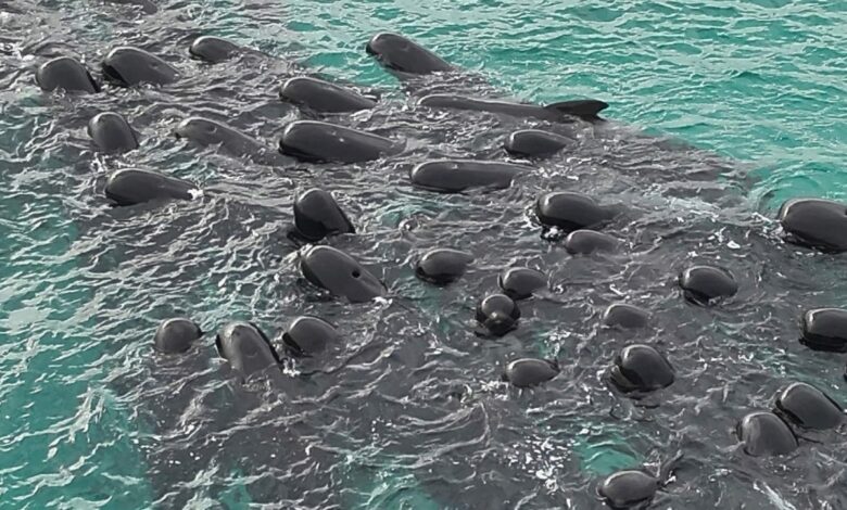 Video | Mueren 51 ballenas tras quedar varadas en una playa de Australia