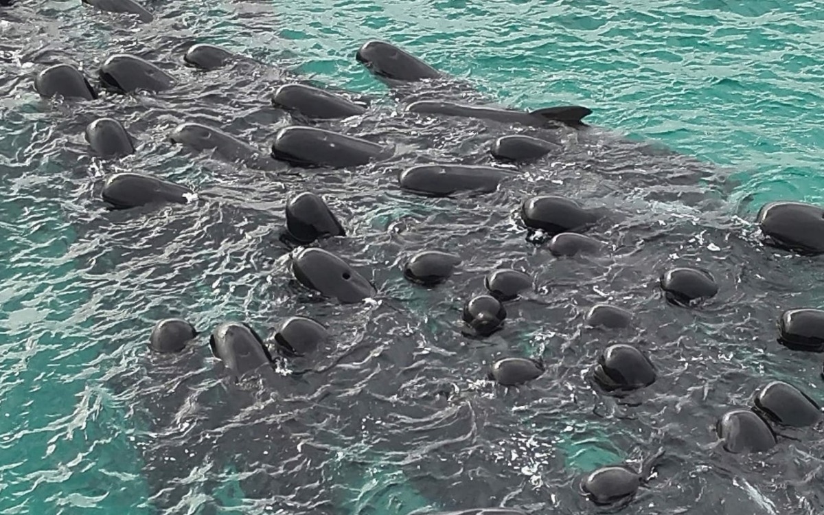 Video | Mueren 51 ballenas tras quedar varadas en una playa de Australia
