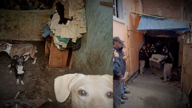 Video | Rescatan a 18 perritos maltratados en la GAM y hallan a otros 7 muertos