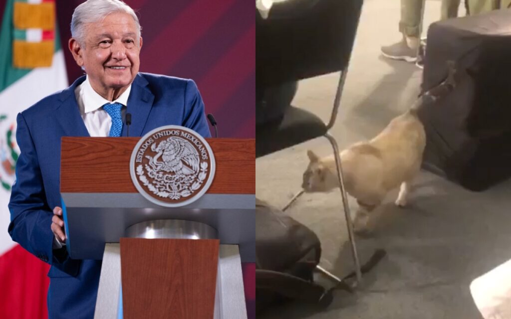 Zeus, gato que vive en Palacio Nacional, se cuela a la mañanera de AMLO | Video