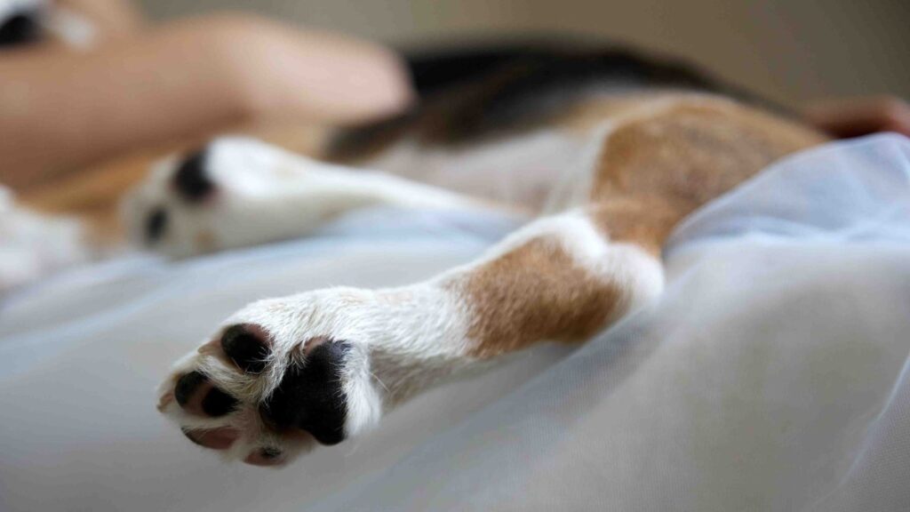 administran narcan a un perro tras sobredosis con medicamentos