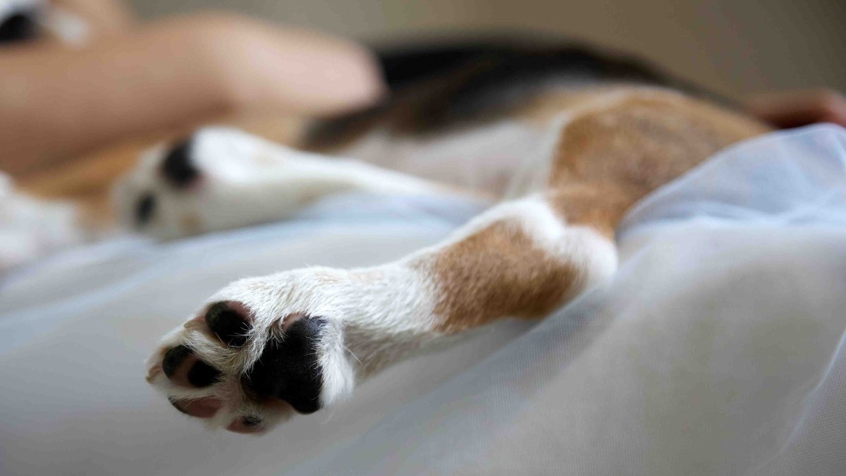 administran narcan a un perro tras sobredosis con medicamentos