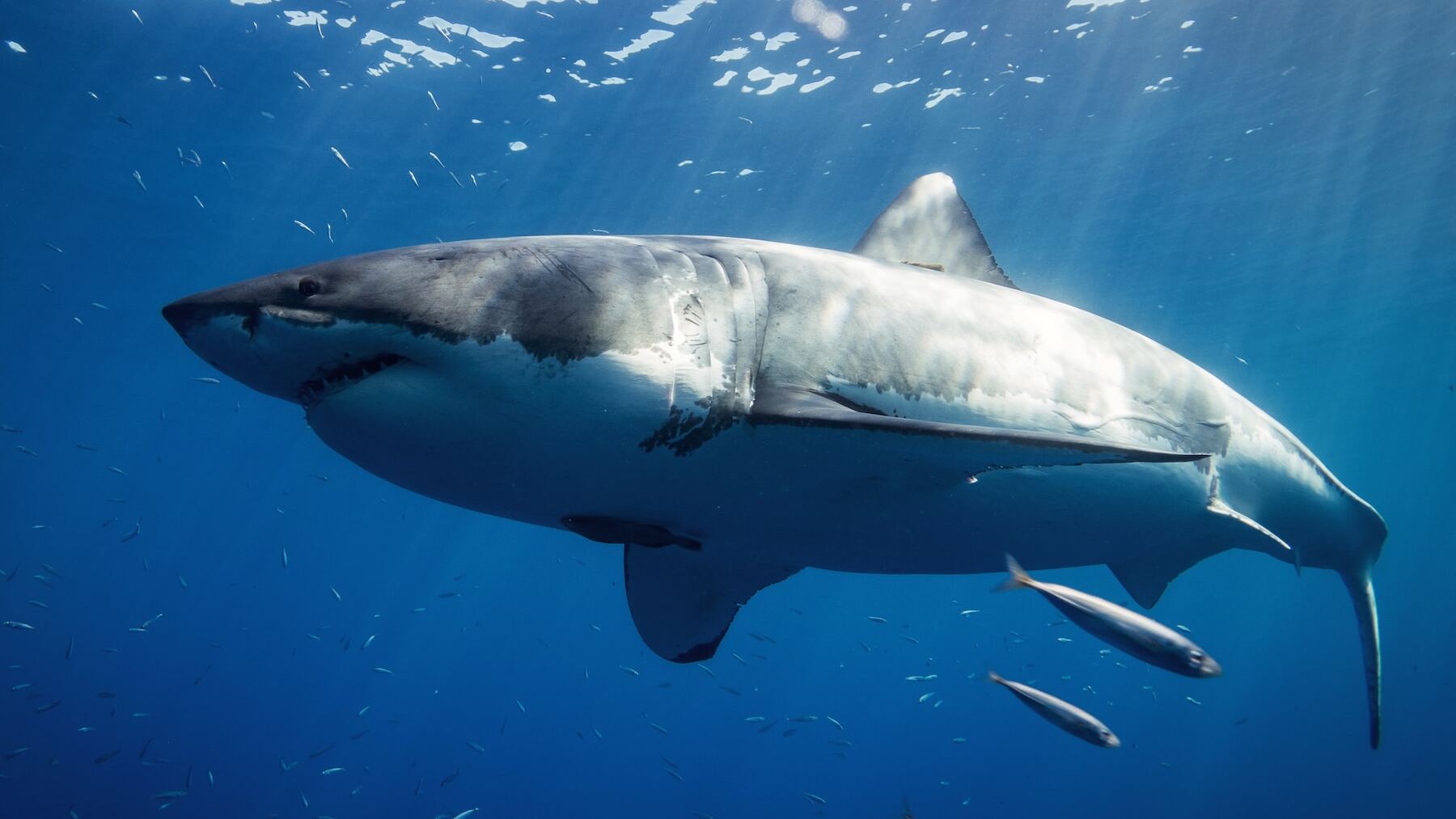 así debes actuar según un experto si te encuentras un tiburón en la playa