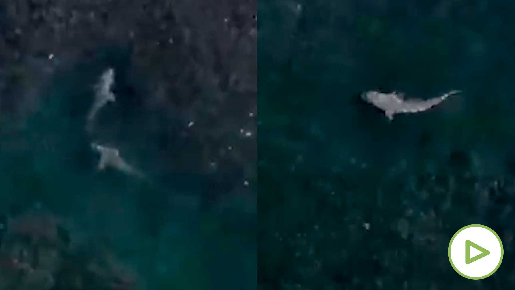 así se alimentan varios tiburones en un gran banco de peces