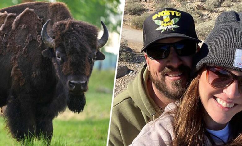 bisonte ataca y cornea a mujer de Phoenix en Parque Nacional de Yellowstone