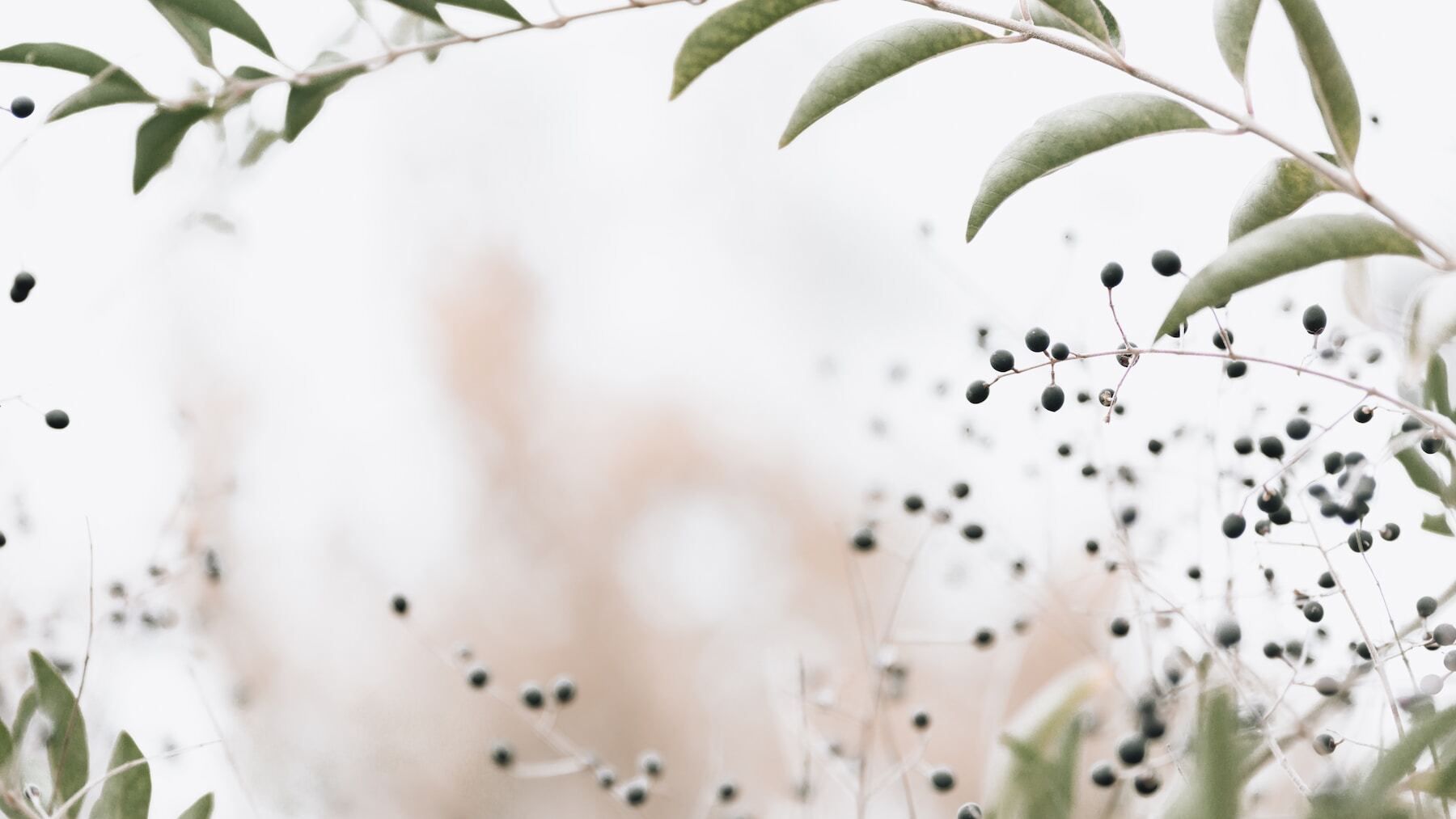 coloca este producto siguiendo el Feng Shui