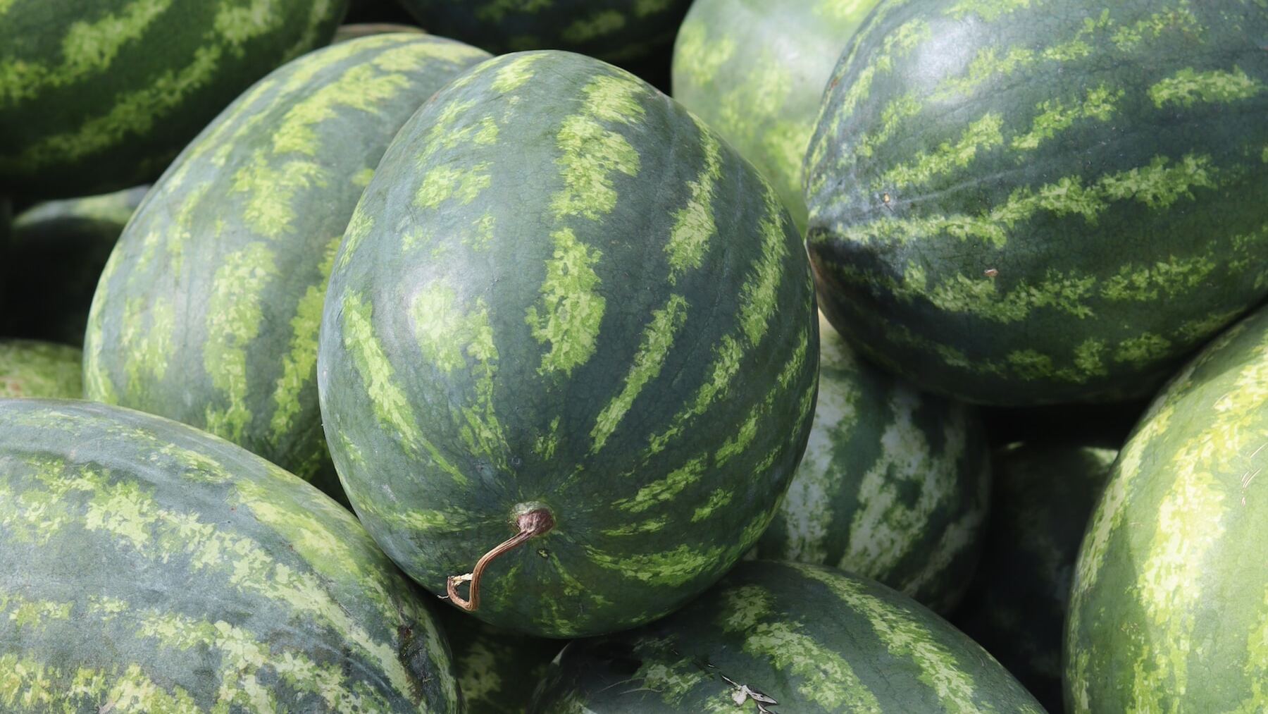 la mancha en la sandía que te dirá si está dulce o si la debes dejar en el supermercado