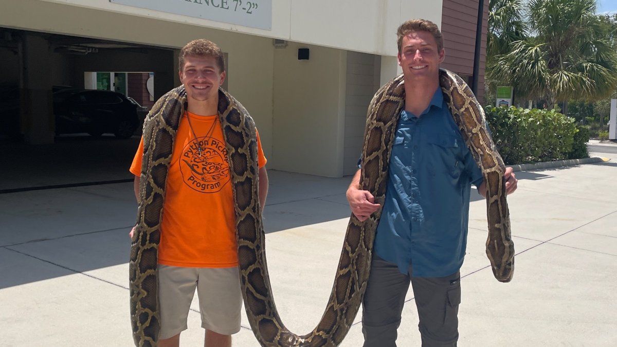 residente de Naples halla gigantesca pitón